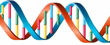 DNA Helix